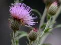 Lanceleaf Camel Thistle